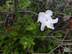 Mandevilla lanuginosa