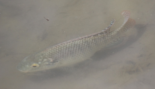 Oreochromis aureus
