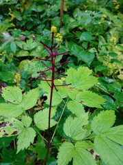 Actaea × ludovicii