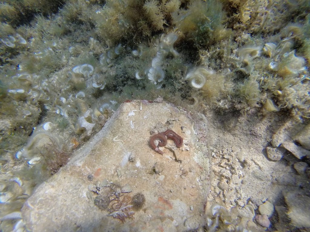 Leodice torquata