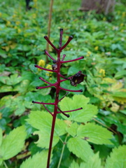 Actaea × ludovicii