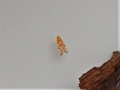 Erythroneura acuticephala