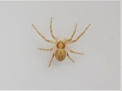 Philodromus keyserlingi