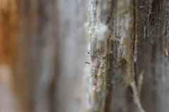 Microcalicium ahlneri
