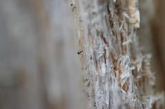 Microcalicium ahlneri