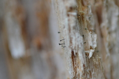 Microcalicium ahlneri
