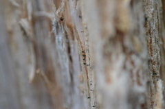Microcalicium ahlneri
