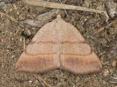 Drepanulatrix bifilata