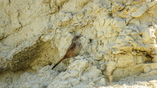 Steinbach's Canastero (Pseudasthenes steinbachi), photo 6
