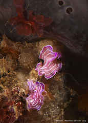 Prostheceraeus roseus