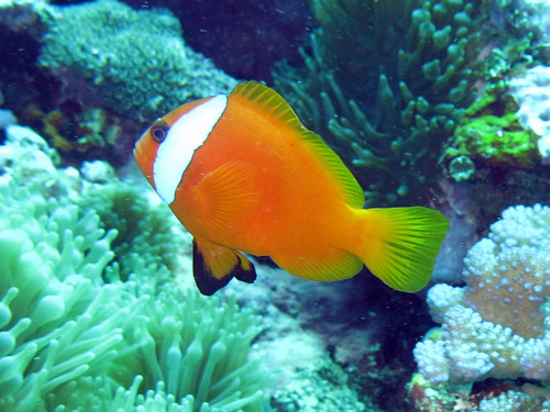 Black anemonefish (Amphiprion melanopus) — Pomacentridae — 3