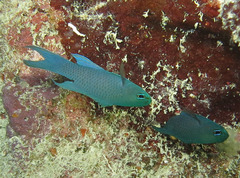 Blue Assessor photo 2