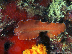 Yungia aurantiaca