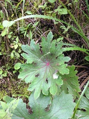Psacalium peltatum