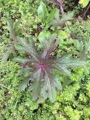 Psacalium peltatum