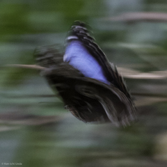 Morpho helenor narcissus
