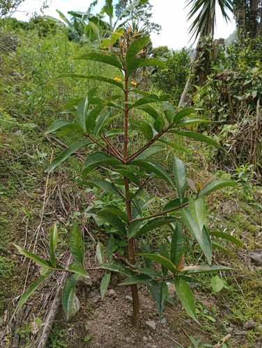 Syzygium malaccense - Whole tree