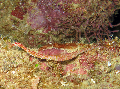 Blackbreasted pipefish (Corythoichthys nigripectus) — Syngnathidae — 2