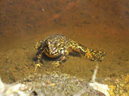 iNaturalist observation photo of Sierra Nevada Yellow-legged Frog