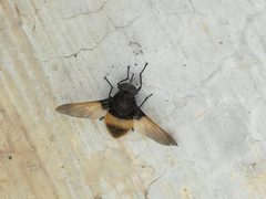 Esenbeckia