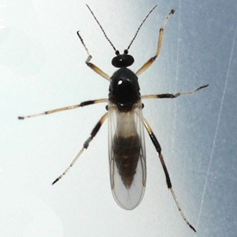 Mallochohelea albibasis