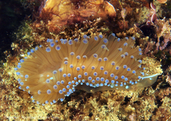 Antiopella cristata