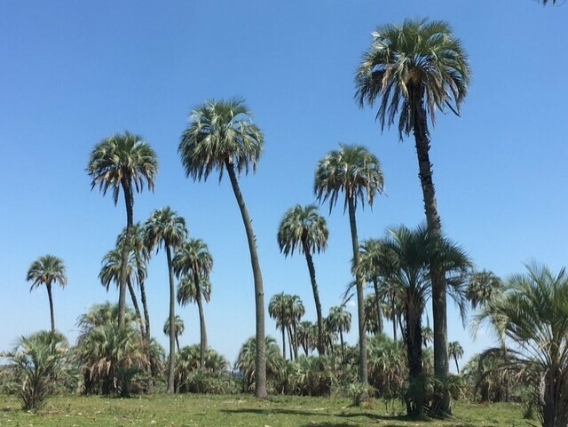 Butia yatay from Quebracho, Departamento de Paysandú, Uruguay on ...