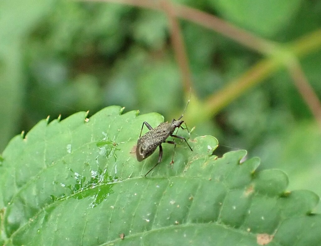 Plant Bugs from Kanungu, Uganda on February 15, 2023 at 09:51 AM by ...