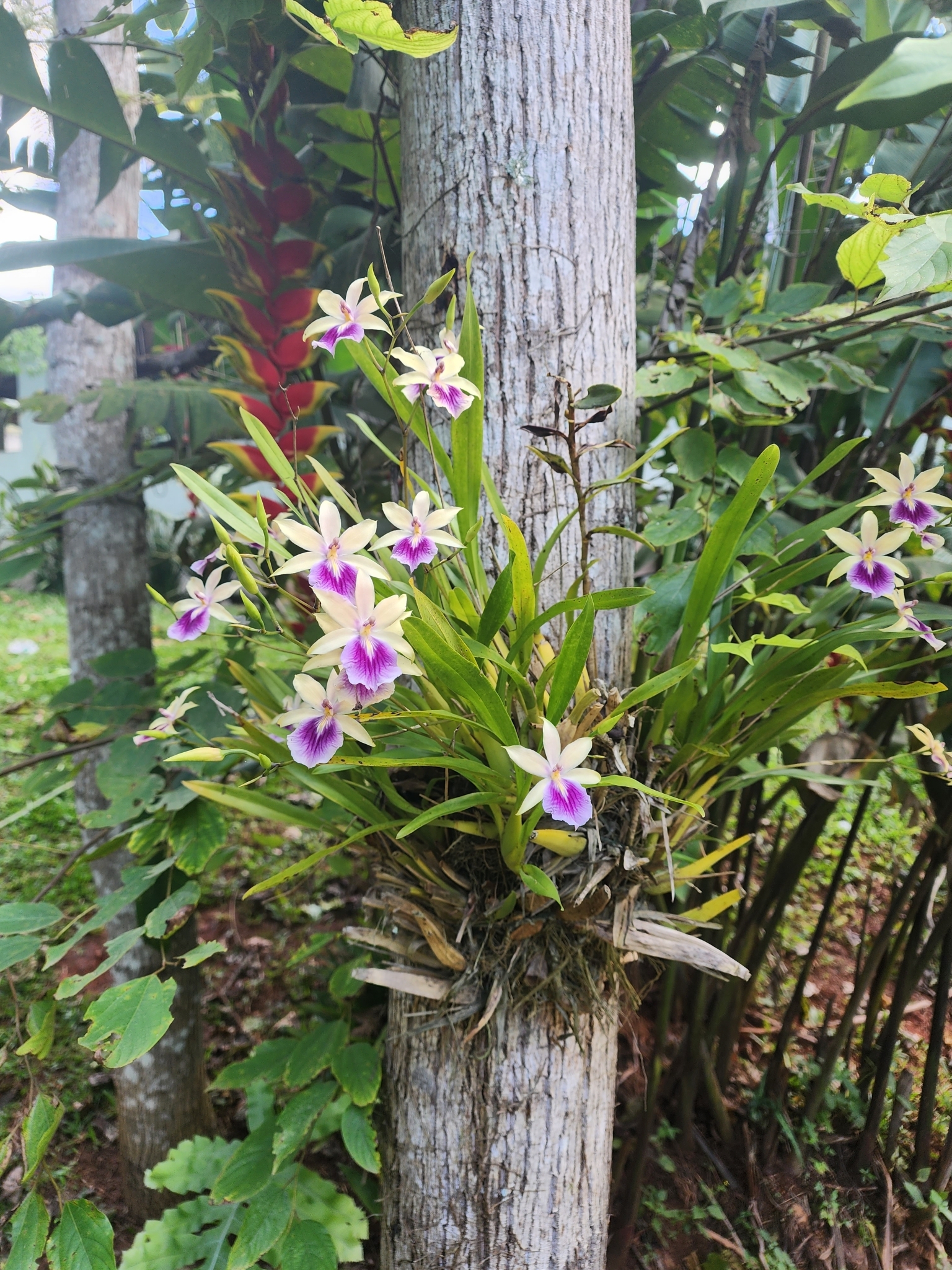 Imagem de Orquídea