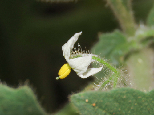 Solanum memphiticum image