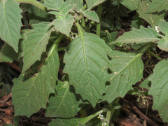 Solanum memphiticum image