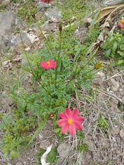 Cosmos caudatus image