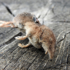 Sorex vagrans