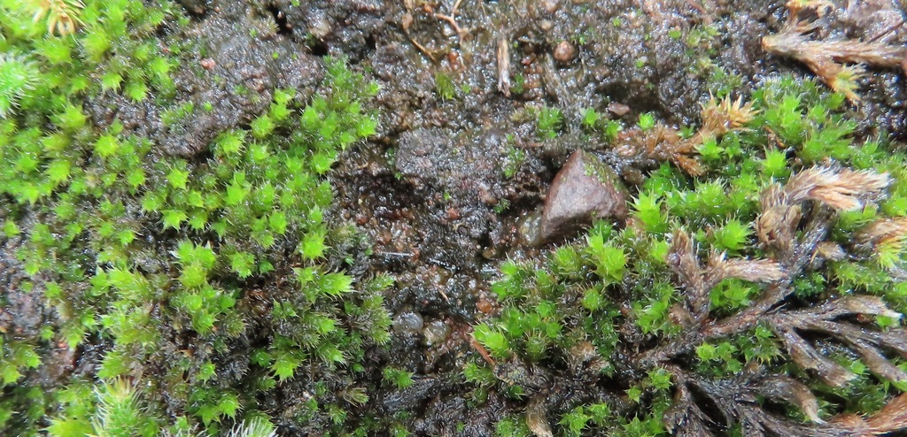 Rosulabryum atenense