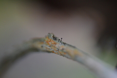 Chaenotheca ferruginea