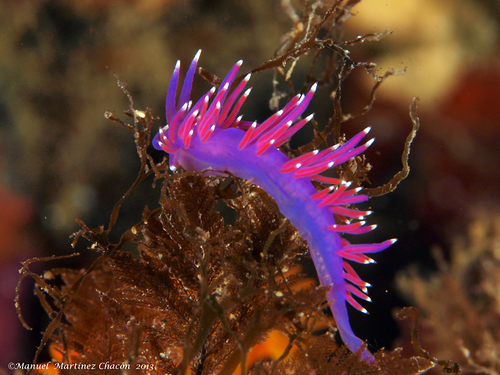 Pink Coryphella, photo 5 of 7