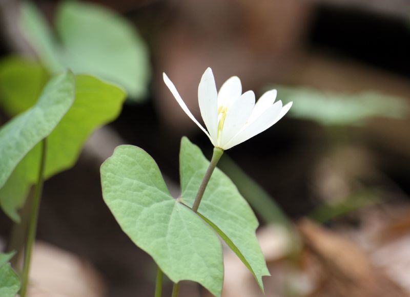 Jeffersonia
