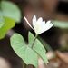 Jeffersonia diphylla - Photo (c) Janet,  זכויות יוצרים חלקיות (CC BY-NC-SA)