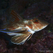 Tub Gurnard - Photo (c) whodden, some rights reserved (CC BY-NC), uploaded by whodden