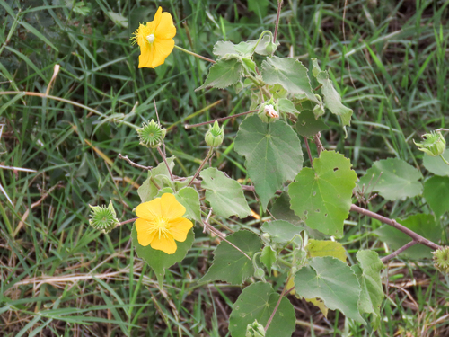 Abutilon mauritianum image