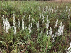 Spiranthes bightensis