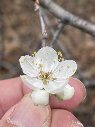 Prunus mexicana