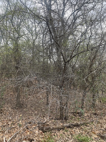 Prunus mexicana
