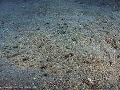 Scophthalmus rhombus