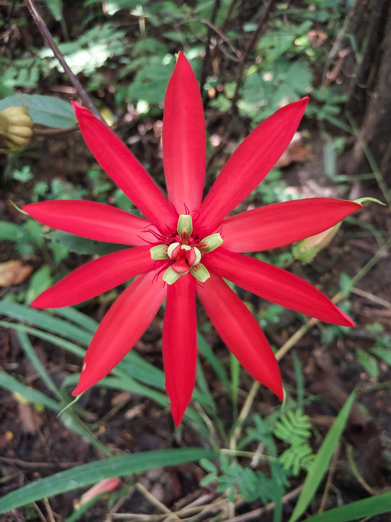 Passiflora quadriglandulosa