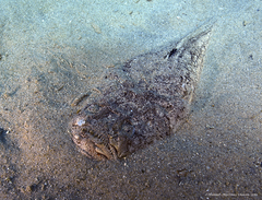 Uranoscopus scaber