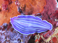 Prostheceraeus roseus