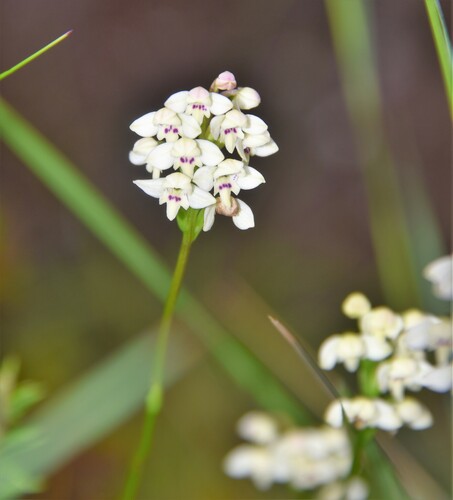 Cynorkis borbonica image