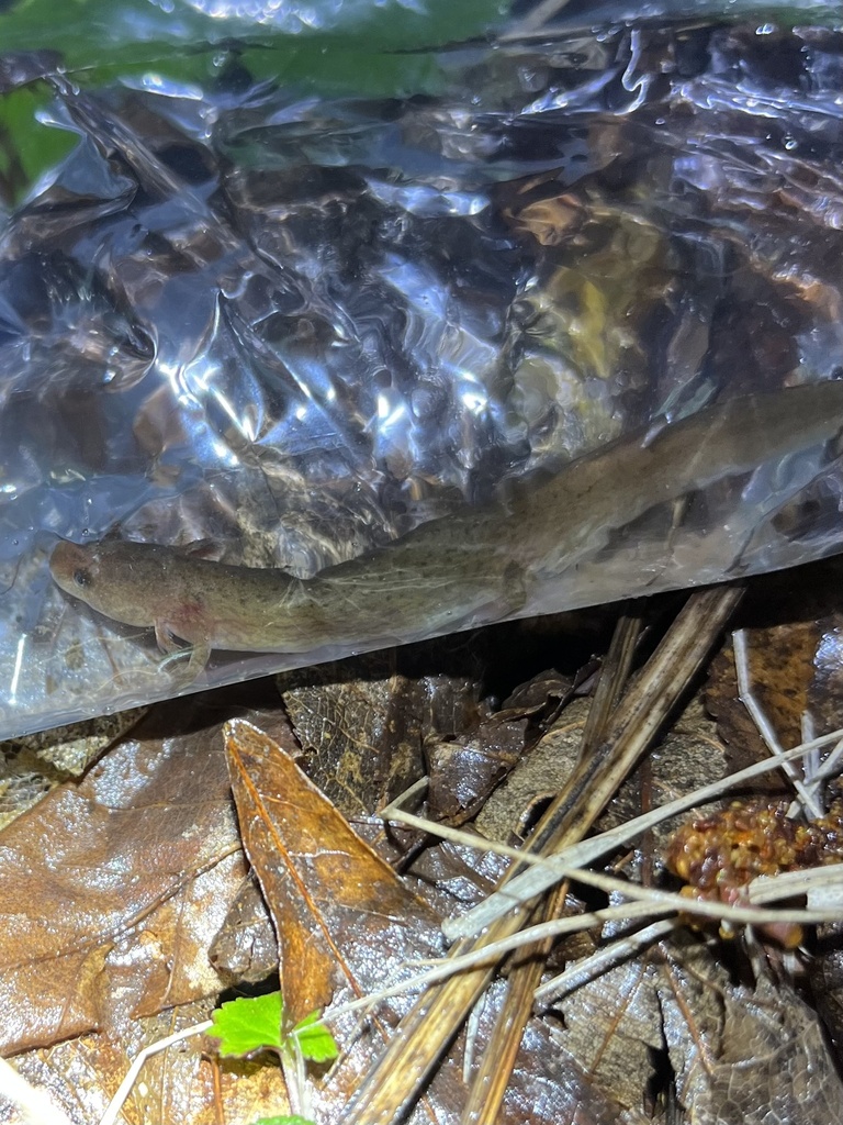 Mud Salamander in February 2023 by Max Ramey. Watauga County - Larval ...