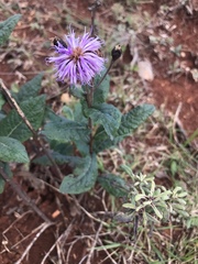 Vernonia greggii greggii